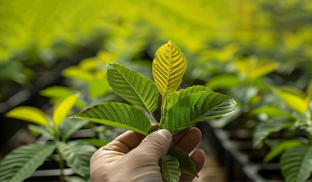 The Best Ways to Take White Sumatra Kratom for Maximum Benefits The Best Ways to Take White Sumatra Kratom for Maximum Benefits