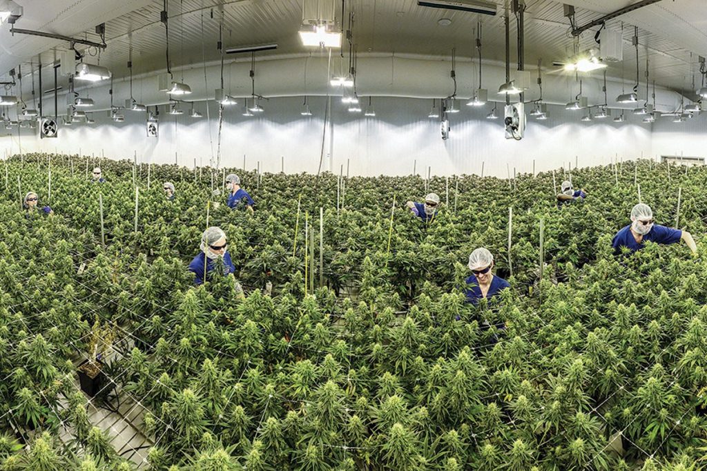 Elevating Lifestyle Journeys Through Top Rated Dispensary Cannabis Product Lines